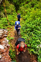 Three hikers on the West Coast Trail. Pacific Rim National Park, Vancouver Island, Canada, September.