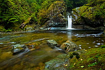 A waterfall at a woodland pool. Pacific Rim National Park, Vancouver Island, Canada, September 2010.