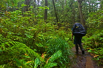 A hiker on a path through dense undergrowth. The West Coast Trail, Pacific Rim National Park, Vancouver Island, Canada, September.