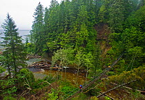 Hikers crossing a thin footbridge over a river. The West Coast Trail, Pacific Rim National Park, Vancouver Island, Canada, September 2010, model released