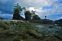 A man looking out to sea by coastal rock stacks. The West Coast Trail, Pacific Rim National Park, Vancouver Island, Canada, September 2010. Model released.