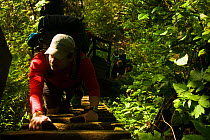 Hikers climbing a wooden ladder through dense undergrowth. The West Coast Trail, Pacific Rim National Park, Vancouver Island, Canada, September 2010.