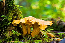 Chanterelle Mushroom (Cantharellus cibarius) growing at the base of a tree. West coast of Vancouver Island, Canada, September.