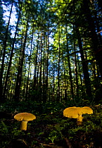 Chanterelle Mushroom (Cantharellus cibarius) growing in their forest habitat. West coast of Vancouver Island, Canada, September.