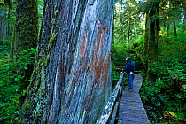 Hiker pausing on a forest trail by the trunk of an enormous Western Red Cedar (Thuja plicata). Pacific Rim National Park Reserve, Vancouver Island, Canada, October.