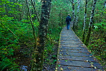 Hiker on the rainforest trail. Pacific Rim National Park Reserve, Vancouver Island, Canada, October.