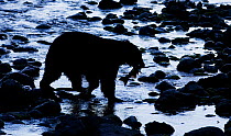Black Bear (Ursus americanus) with a Chinook Salmon (Oncorhynchus tshawytscha) in its mouth. West coast of Vancouver Island, Canada, October.