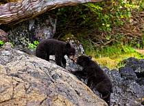 Black Bear (Ursus americanus) cubs playing on rocks. Vancouver Island, Canada, June.