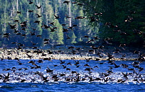 A flock of Surf Scoters (Melanitta perspicillata) taking off from water. West coast of Vancouver Island, Canada, March.