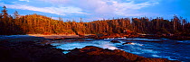A view of a forested inlet lit by low sunlight. Aggro Beach, west coast of Vancouver Island, Canada, September 2010.