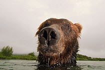 NOT FOR WEBSITE Close-up of Brown bear (Ursus arctos) in lake, Kamchatka, Far east Russia, August