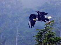 Bald Eagle (Haliaeetus leucocephalus) taking flight from a tree top. Clayoquot Sound, Vancouver Island, Canada, September.