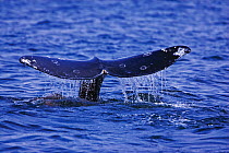 Tail fluke of a Grey Whale (Eschrichtius robustus) above the sea surface before the animal dives. 4 of a sequence of 7. Off Vancouver Island, Canada, June.