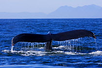 The tail fluke of a Humpback Whale (Megaptera novaeangliae) above the sea surface. Barkley Sound, Vancouver Island, Canada, September.