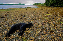 Dead Black Bear (Ursus americanus) on a beach. This individual was shot for regularly feeding on nearby fish plant garbage. Ucluelet Inlet, Barkley Sound, Vancouver Island, Canada, August 2008.