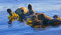 Sea otter (Enhydra lutris) resting at the sea surface with paws in the air. Barkley Sound, Vancouver Island, Canada, August.
