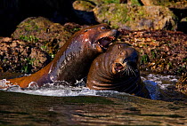 California Sea Lions (Zalophus californianus) fighting in shallow waters. Barkley Sound, Vancouver Island, Canada, September.
