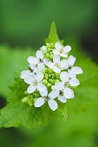 Garlic Mustard (Alliaria petiolata) in flower. Primary foodplant of the Green-veined White butterfly (Pieris napi) and Orange-tip butterfly (Anthocharis cardamines) and the secondary foodplant of the...