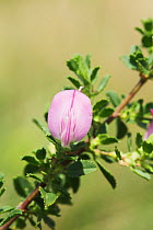 Common Restharrow (Ononis repens) in flower. South Downs National Park, Sussex, UK, August.