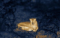 Leopard (Panthera pardus) resting at night. Yala National Park, Sri Lanka. Image taken with thermal camera, using no artificial light, on location for National Geographic Nightstalkers film. *THIS IMA...