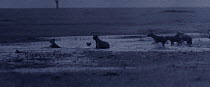 Group of hyena (Crocuta crocuta) playing in deep rain puddle at night. Topi Plain, Masai Mara, Kenya.~Image taken using ^starlight camera^ with no artificial light, on location for National Geographic...