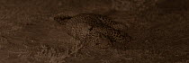 Leopard (Panthera pardus) resting at night. Yala National Park, Sri Lanka. Image taken with infared camera using no artificial light, on location for National Geographic Nightstalkers film. *THIS IMAG...