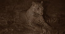 Leopard (Panthera pardus) resting at night. Yala National Park, Sri Lanka. Image taken with infared camera using no artificial light, on location for National Geographic Nightstalkers film. *THIS IMAG...