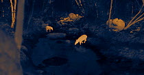 Thermal image of two Baird's tapir (Tapirus bairdii) at forest waterhole at night. Santa Rosa National Park, Costa Rica. Image taken at night with no artificial light, on location for National Geograp...