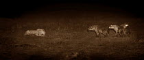 Three hyenas (Crocuta crocuta) approaching a resting lion (Panthera leo) at night. Topi Plain, Masai Mara, Kenya. Image taken using an infared camera with no artificial visible light, on location for...