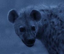 Spotted hyena (Crocuta crocuta) at night, Topi Plain, Masai Mara, Kenya. Image taken using a ^starlight camera^ without artificial light, on location for National Geographic Nightstalkers film. *THIS...