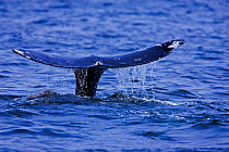 Tail fluke of a Grey Whale (Eschrichtius robustus) above the sea surface before the animal dives. 5 of a sequence of 7. Off Vancouver Island, Canada, June.