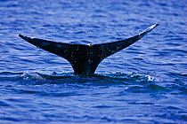 Tail fluke of a Grey Whale (Eschrichtius robustus) above the sea surface before the animal dives. 6 of a sequence of 7. Off Vancouver Island, Canada, June.