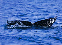 Tail fluke of a Grey Whale (Eschrichtius robustus) above the sea surface before the animal dives. 7 of a sequence of 7. Off Vancouver Island, Canada, June.