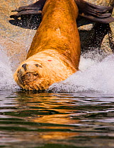 Steller's Sealion (Eumetopias jubata) male splashing into water. Barkley Sound, Vancouver Island, Canada, September.