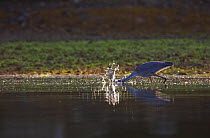 Great Blue Heron (Ardea herodias) fishing by quickly darting its head into water. Barkley Sound, Vancouver Island, Canada, August.