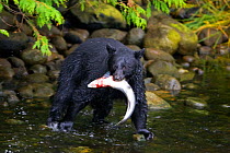 Black Bear (Ursus americanus) with a Chinook Salmon (Oncorhynchus tshawytscha) in its mouth. Ucluth Inlet, Barkley Sound, Vancouver Island, Canada, September.