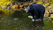 Black Bear (Ursus americanus) hunting for salmon from a river bank. Ucluth Inlet, Barkley Sound, Vancouver Island, Canada, September.