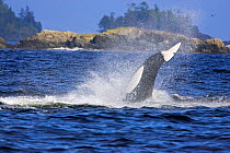 Transient Killer Whale / Orca (Orcinus orca) hunting sea lions. Barkley Sound, Vancouver Island, Canada, September.