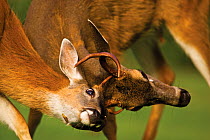Two Blacktail Deer (Odocoileus hemionus columbianus) sparring with locked horns. Ucuelet, Vancouver Island, Canada, September.