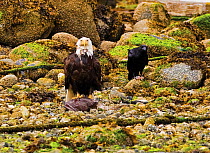 An American Bald Eagle (Haliaeetus leucocephalus) with remains of fish prey while a crow waits for scraps. Ucluelet, Vancouver Island, Canada, June.
