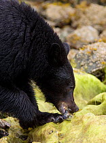 Black Bear (Ursus americanus) eating a fish. Clayoquot Sound, Vancouver Island, Canada, May.