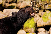 Black Bear (Ursus americanus) eating barnacles from a dead tree. Clayoquot Sound, Vancouver Island, Canada, June.