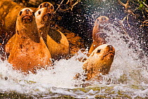 Steller's Sealion (Eumetopias jubata) stampede into the water. Clayoquot Sound, Vancouver Island, Canada, March.