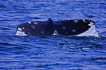 Tail fluke of a Grey Whale (Eschrichtius robustus) above the sea surface before the animal dives. 1 of a sequence of 7. Off Vancouver Island, Canada, June.
