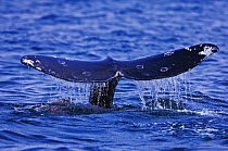 Tail fluke of a Grey Whale (Eschrichtius robustus) above the sea surface before the animal dives. 3 of a sequence of 7. Off Vancouver Island, Canada, June.