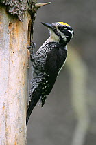 Three-Toed Woodpecker (Picoides tridactylus) at its nest in a dead spruce tree. Bieszczady, Carpathian Mountains, Poland, May.