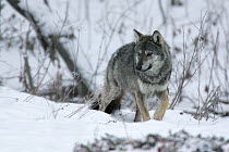 Wild Carpathian Grey Wolf (Canis lupus lupus) walking in snow. Bieszczady, Carpathian Mountains, Poland, December.