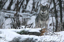 Portrait of a wild Carpathian Grey Wolf (Canis lupus lupus) in snow-bound woodland habitat. Bieszczady, Carpathian Mountains, Poland, December.