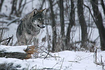 Wild Carpathian Grey Wolf (Canis lupus lupus) in snow-bound woodland habitat. Bieszczady, Carpathian Mountains, Poland, December.