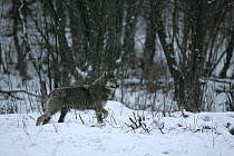 Wild Carpathian Grey Wolf (Canis lupus lupus) in snow-bound woodland habitat.Bieszczady, Carpathian Mountains, Poland, December.